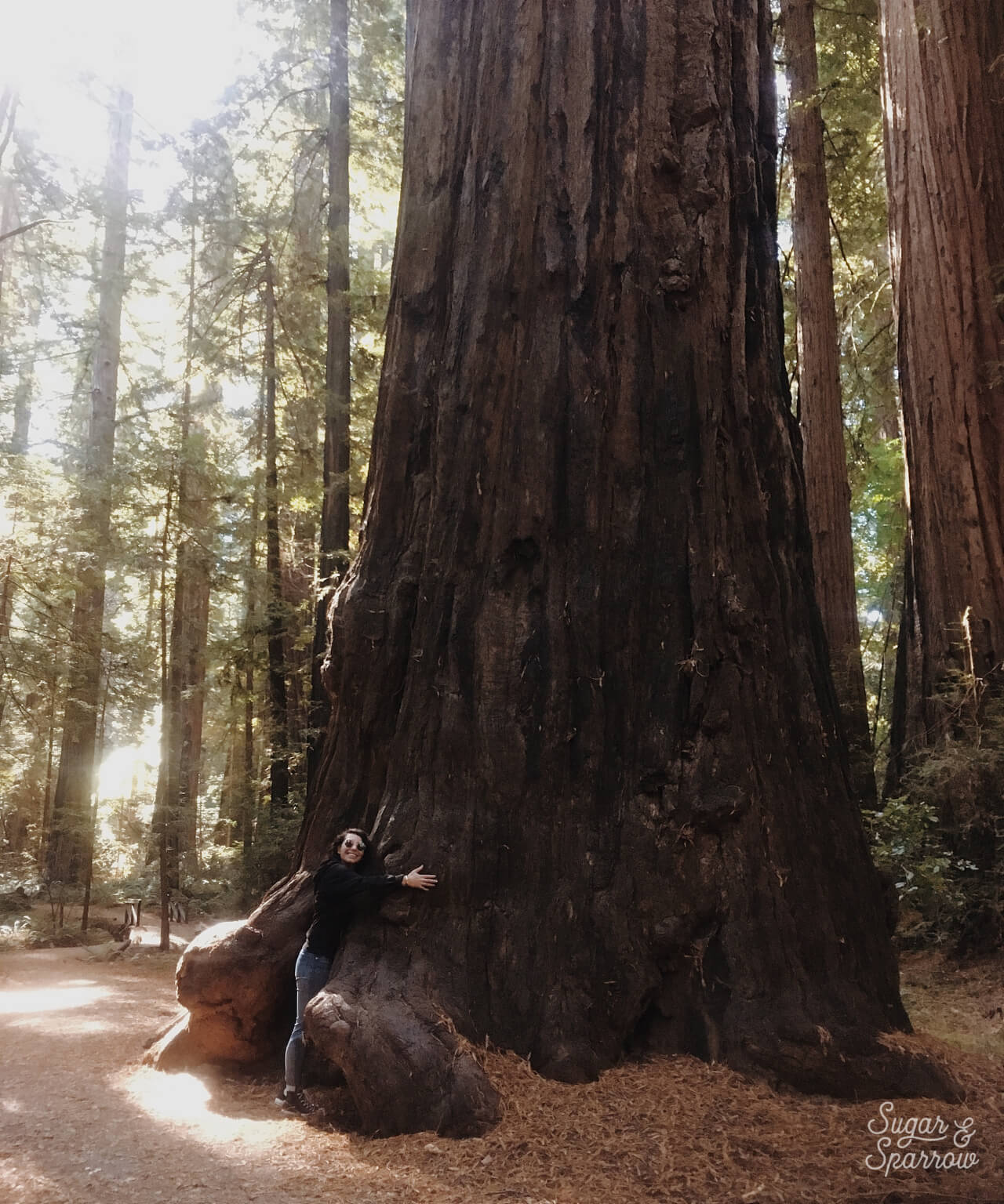 hugging trees in the avenue of the giants