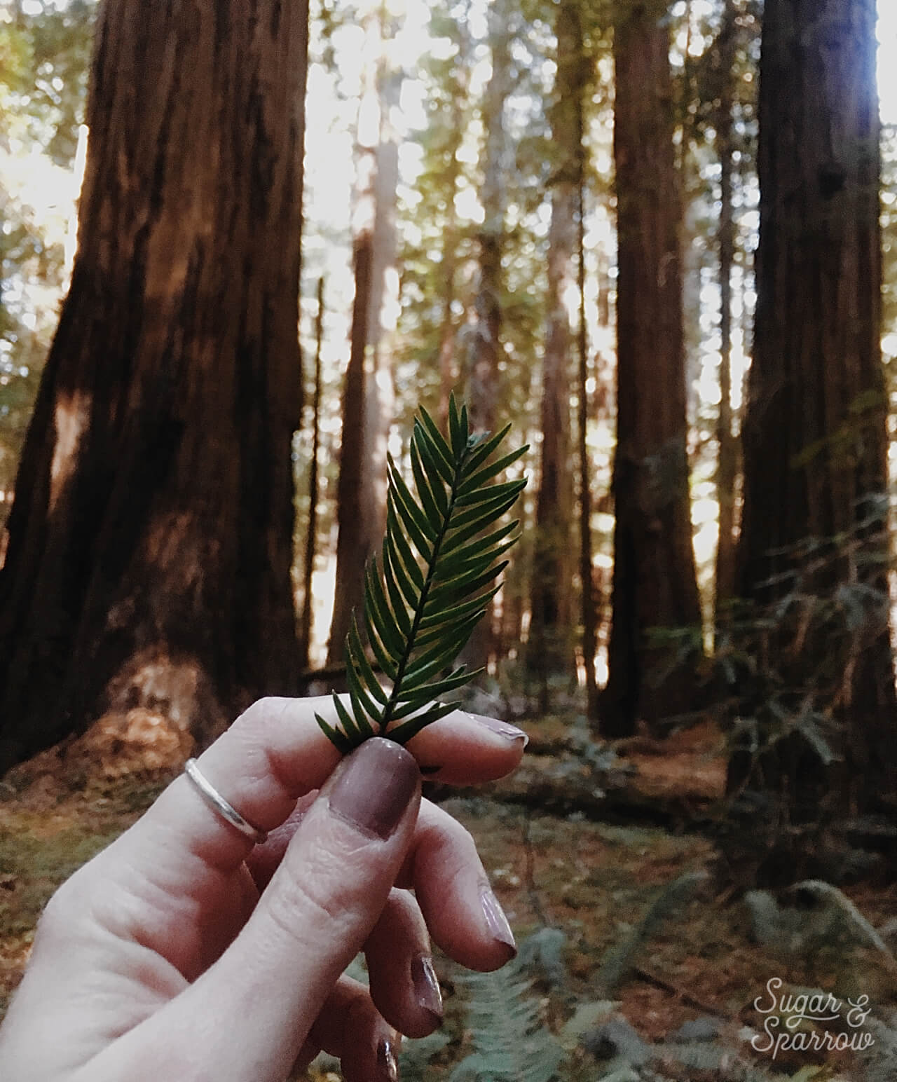 Avenue of the giants redwood forest