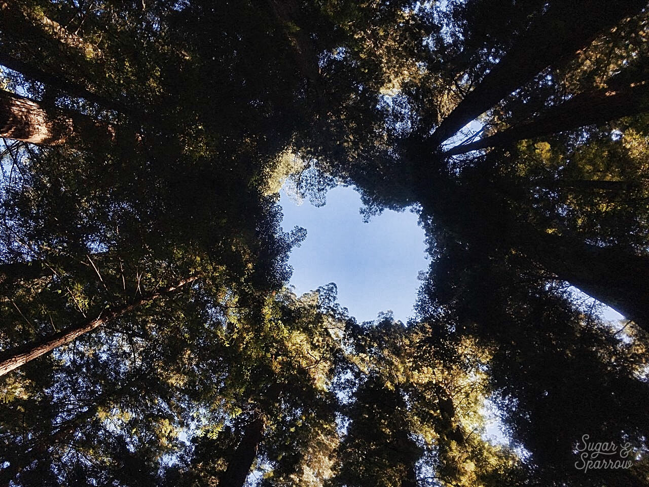 avenue of the giants california