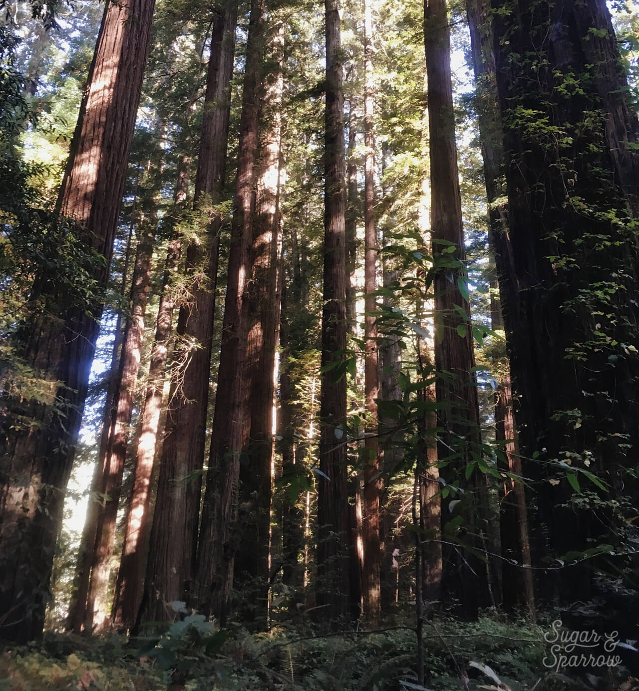 redwood forest in california