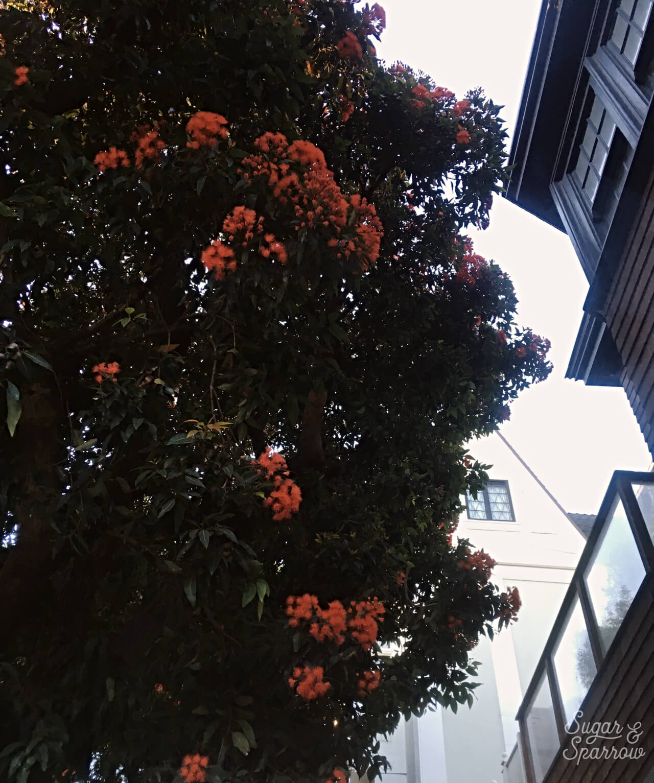 san francisco foliage