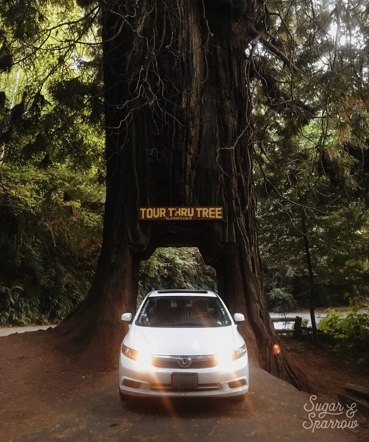 Drive Thru Tree redwood forest california